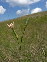 Dianthus lanceolatus