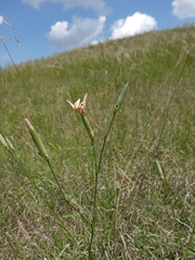Dianthus lanceolatus