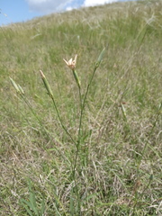 Dianthus lanceolatus