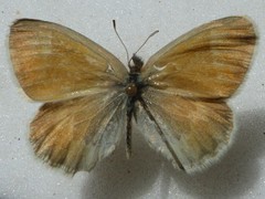 Coenonympha california mackenziei