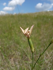 Dianthus lanceolatus