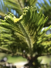 Eutacta