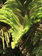 Eutacta