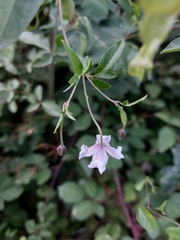 Clematis campaniflora