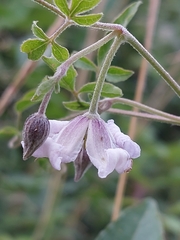 Clematis campaniflora