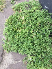 Polycarpon tetraphyllum