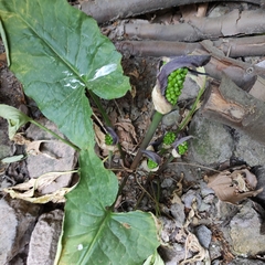 Arum elongatum