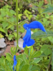 Salvia patens