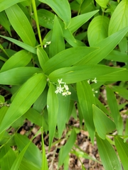 Maianthemum stellatum