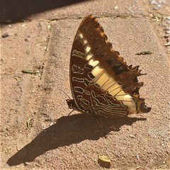 Charaxes brutus