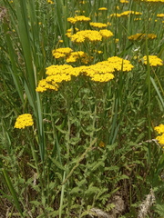 Achillea arabica
