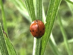 Harmonia axyridis