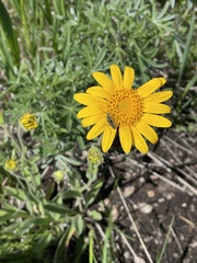 Arnica sororia
