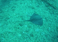 Pteroplatytrygon violacea