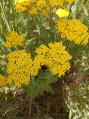 Achillea arabica