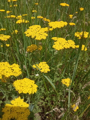 Achillea arabica