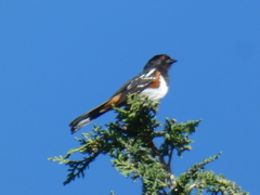 Pipilo maculatus curtatus