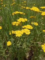 Achillea arabica