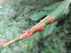 Insecta