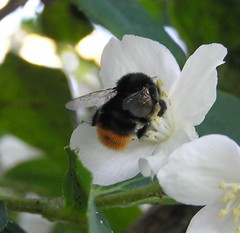 Bombus lapidarius