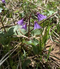 Soldanella montana
