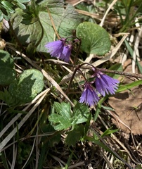 Soldanella montana
