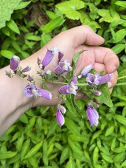 Penstemon smallii
