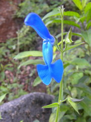 Salvia patens
