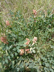 Astragalus calycinus