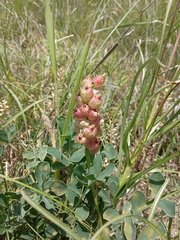 Astragalus calycinus