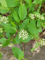 Cornus sericea