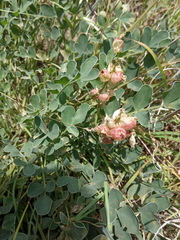 Astragalus calycinus