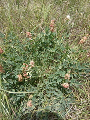 Astragalus calycinus