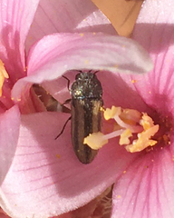 Acmaeodera quadrivittatoides