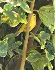 Zosterops anderssoni