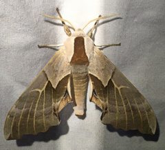Smerinthus saliceti