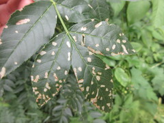 Insecta