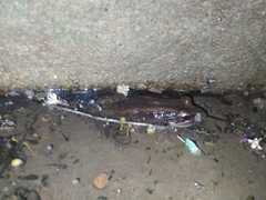 Leptodactylus insularum