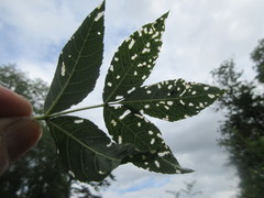 Insecta