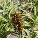 Carex macrocephala - Photo (c) mvenos, algunos derechos reservados (CC BY-NC)