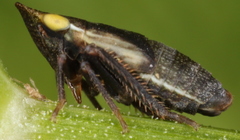 Aphrodes makarovi