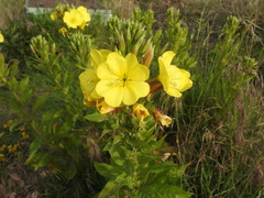Oenothera × fallax