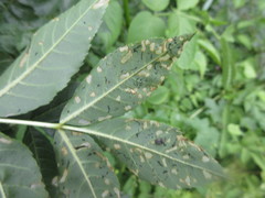Insecta