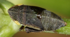 Aphrodes makarovi
