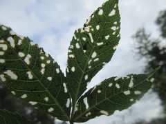 Insecta