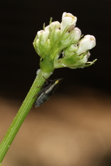 Aphrodes makarovi