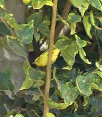 Zosterops anderssoni