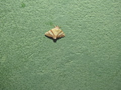 Eulepidotis julianata