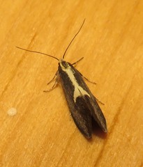 Polix coloradella