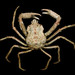Contracted Crab - Photo (c) bathyporeia, some rights reserved (CC BY-NC-ND)